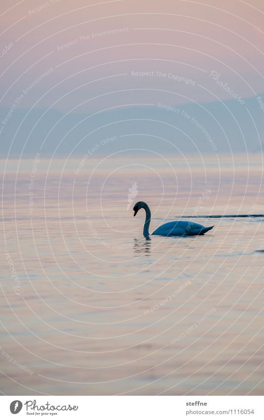 Tierisch gut: Swan Lake Nature Sunrise Sunset Beautiful weather Mountain Wild animal Bird 1 Animal Pink Lake Geneva Romance Love Kitsch Colour photo