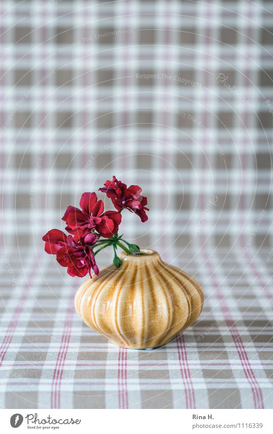 geranium Flower Blossoming Still Life Vase Geranium Tablecloth Checkered Interior shot Deserted Shallow depth of field