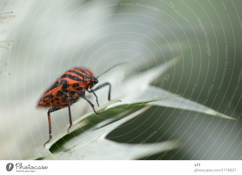 fire bug Nature Plant Animal Summer Leaf Foliage plant Garden Beetle 1 Crawl Athletic Elegant Near Curiosity Green Orange Black Moody Joie de vivre (Vitality)