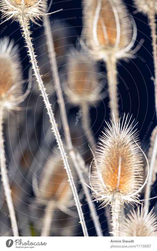 Thistles - Night Winter Nature Plant Night sky Autumn Wild plant Weed Old Faded To dry up Esthetic Authentic Dark Simple Natural Retro Point Thorny Gloomy Dry