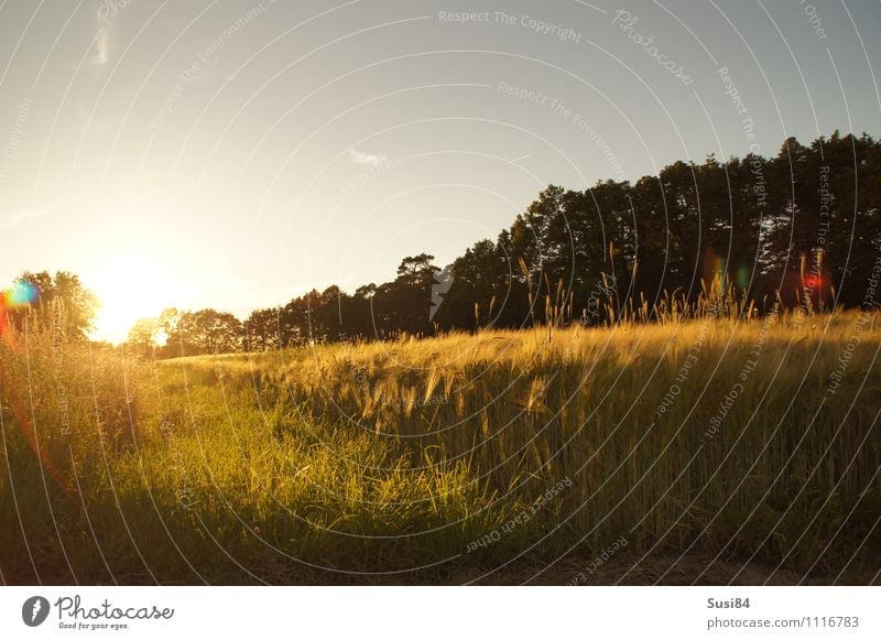 The way to the sun Nature Landscape Sunrise Sunset Sunlight Summer Plant Grass Agricultural crop Grain field Field Illuminate Esthetic Free Natural Gold Romance