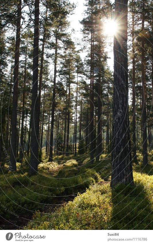 Swedish sun Nature Plant Sun Summer Tree Wild plant Pine Forest Lanes & trails Relaxation Hiking Esthetic Simple Natural Green Emotions Moody Contentment