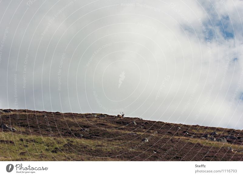 free over the Hills Scotland Deer Heathland Scottish nature Nordic nature Nordic romanticism Scottish countryside Summer in Scotland Red Deer barren land