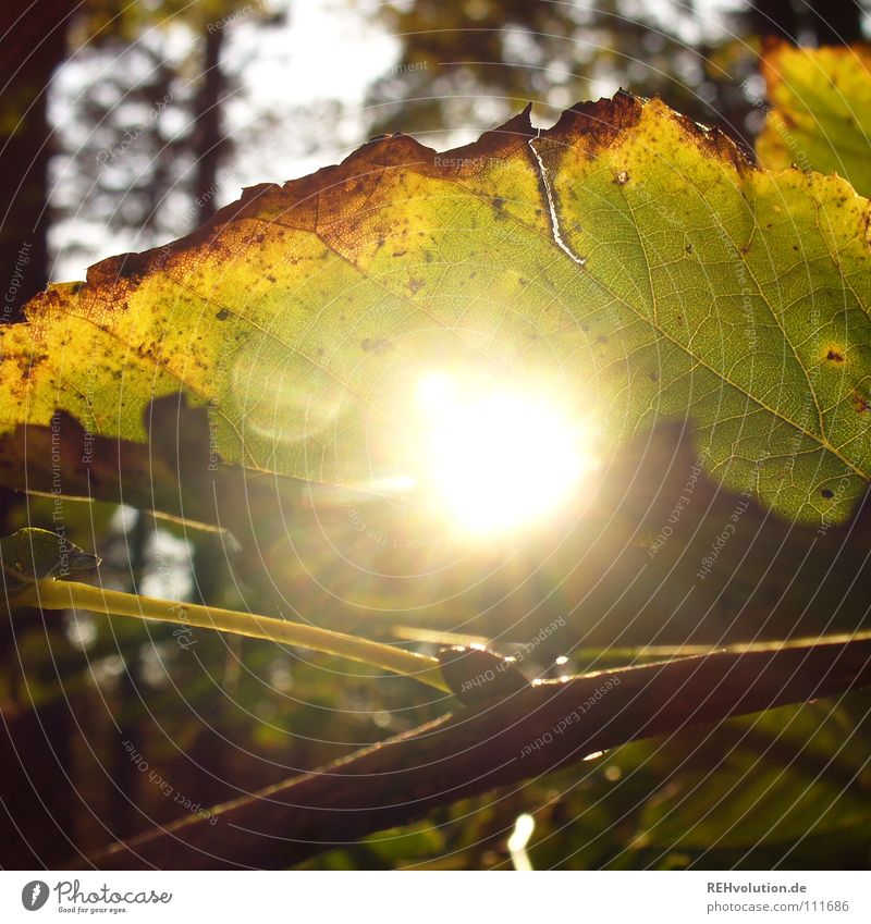 Autumn (t) Leaf Light Forest Lighting Dazzle Limp Cold Multicoloured Brown To fall Rustling Silhouette Blur Joy Hollow autumn sun Sun Dried by fluoroscopy