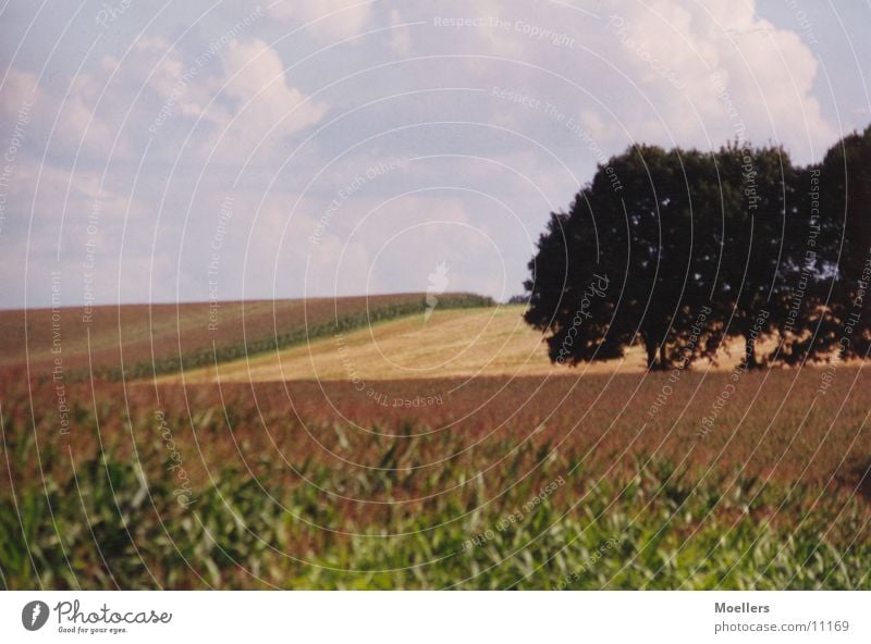 silent Tree Calm Field Landscape