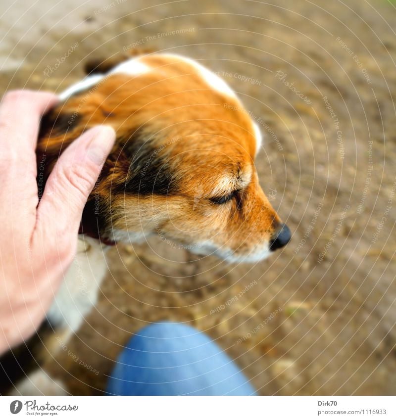 Good dog! Human being Masculine Hand 1 30 - 45 years Adults Jeans Animal Pet Dog Terrier Jack Russell terrier Head Sand Relaxation To enjoy Sit Cute Blue Brown