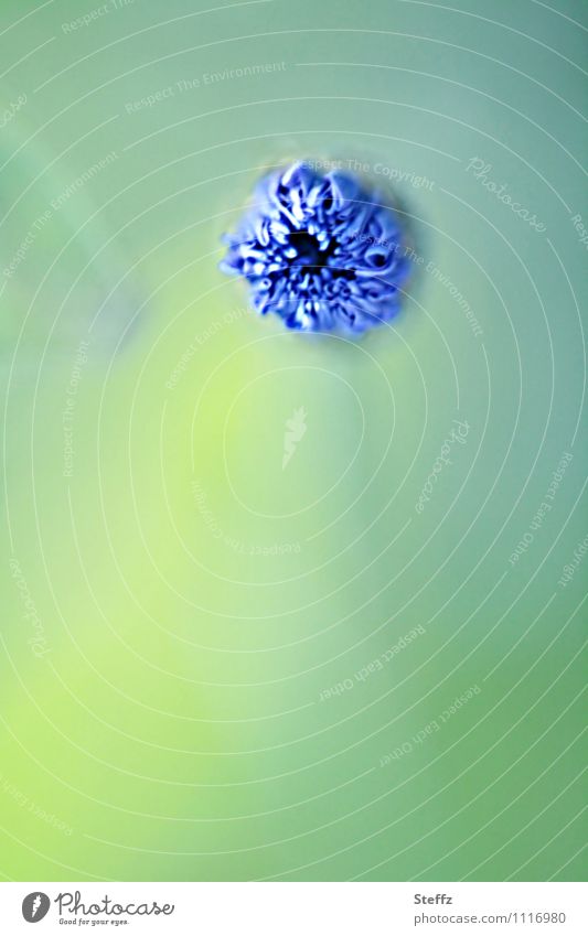 Flower bud of the cornflower Cornflower flower bud Plantlet Meadow flower field flower come into bloom flowering flower July Expectation on the brink Equal now