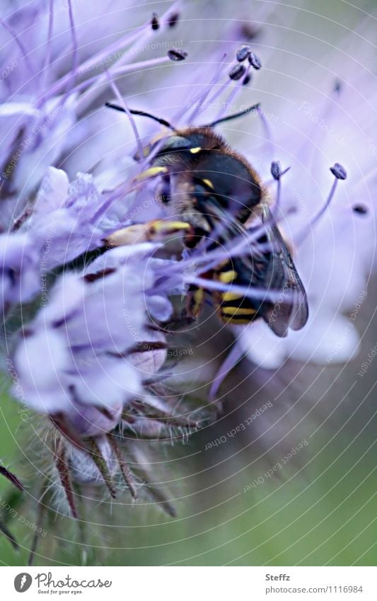 a wasp wrapped in scent feeding wasp Encased in covert hiding Hide Foraging Hiding place right on board To hold on right in the middle Safety summery impression