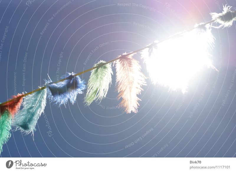 Feather decoration II Joy Feasts & Celebrations Carnival Birthday Children's Party Childrens birthsday Kindergarten Sky Cloudless sky Sun Sunlight Summer