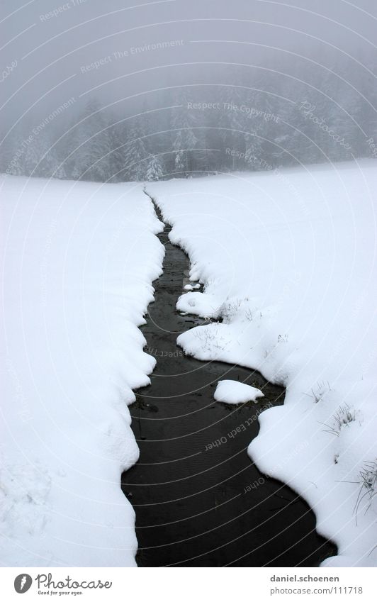 a crack goes through the Black Forest!!! Tree Winter White Deep snow Hiking Leisure and hobbies Vacation & Travel Background picture Snowscape Horizon