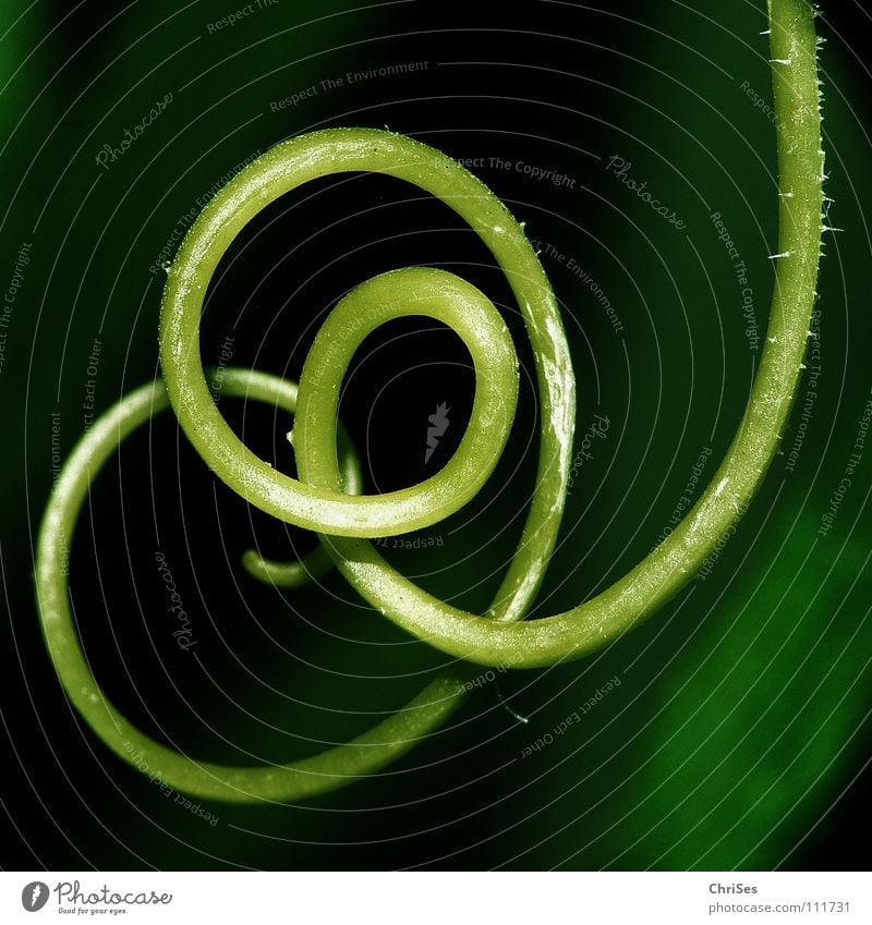 Rolled up 04: Pumpkin loops Creeper Tendril Coil 8 Spring Green Black Plant Flower Botany Northern Forest Macro (Extreme close-up) Close-up Garden Park Loop