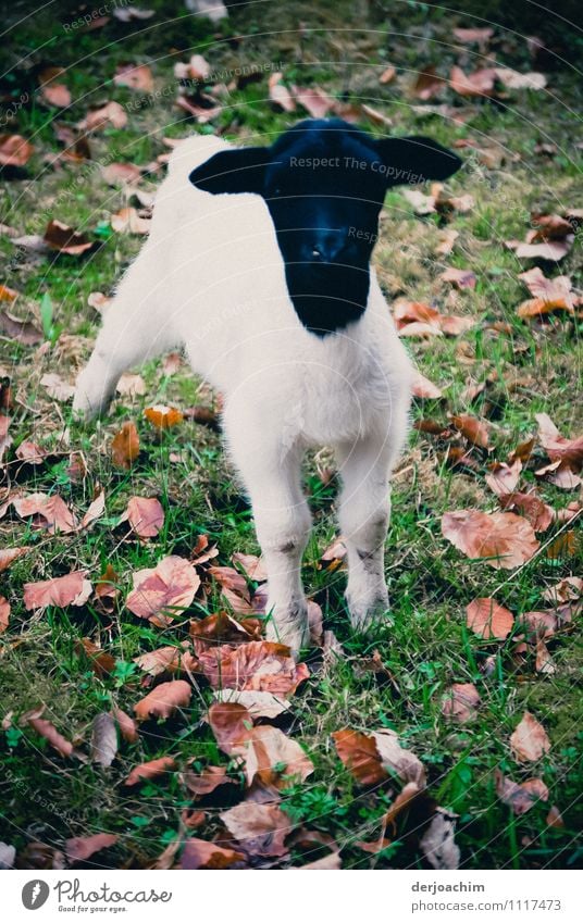 A young pretty Somalia black-headed sheep on a Franconian pasture. Amidst grass and brown leaves. Joy Relaxation Leisure and hobbies Trip Nature Summer Grass