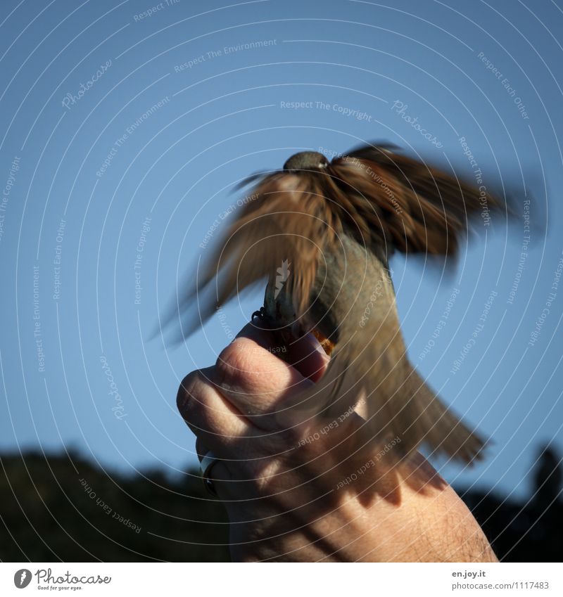 fast food Hand Cloudless sky Beautiful weather Animal Wild animal Bird Sparrow Passerine bird 1 Flying To feed Feeding Exceptional Trust Love of animals