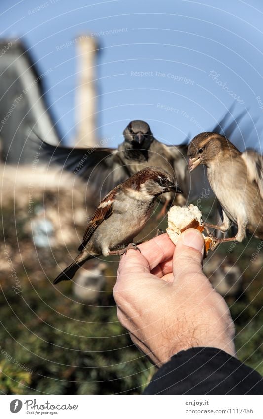 first come, first served Roll Hand Cloudless sky Beautiful weather Park Animal Wild animal Bird 3 Flying To feed Feeding Crouch Exceptional Trust