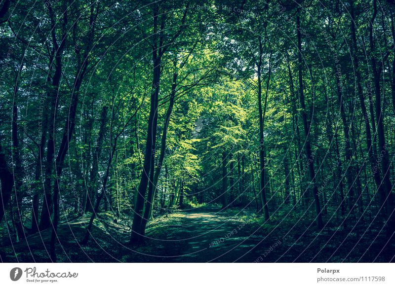 Forest clearing Summer Sun Environment Nature Landscape Plant Spring Tree Leaf Park Lanes & trails Growth Dark Fresh Natural Green Idyll sunshine Denmark