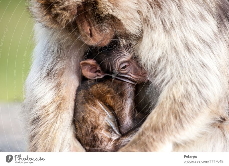 Monkey holding its baby Eating Face Child Baby Man Adults Mother Family & Relations Zoo Nature Animal Grass Fur coat Hair Hang Cute Wild Brown Warm-heartedness