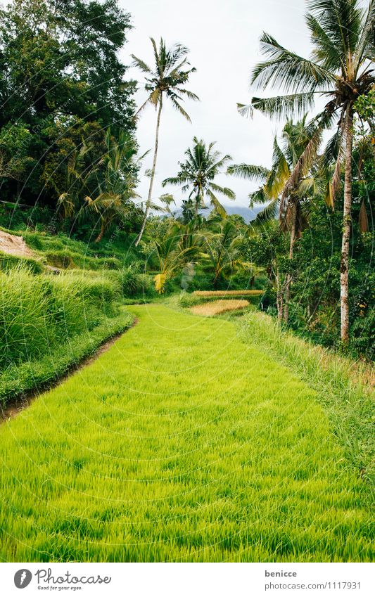 Rice in Bali Ubud Asia Indonesia Paddy field Green Field Vacation & Travel Agriculture Rice harvest Virgin forest Tropical Travel photography Nature Sowing