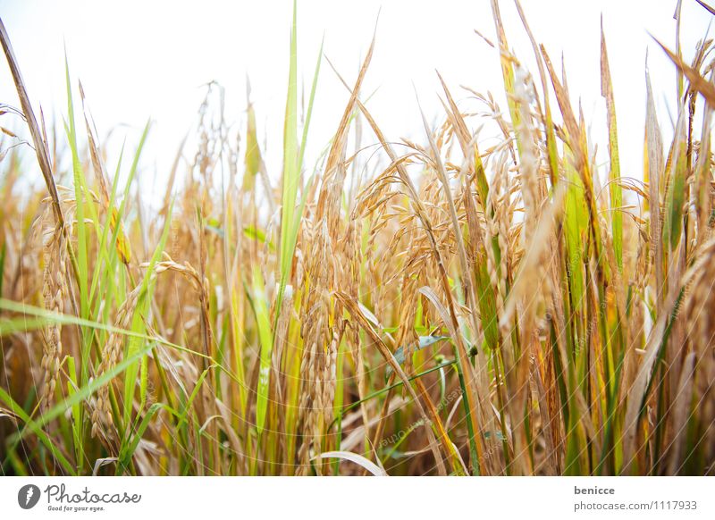 Travel timeII Bali Ubud Asia Indonesia Rice Paddy field Green Field Vacation & Travel Agriculture Rice harvest Tropical Travel photography Nature Sowing Seeds