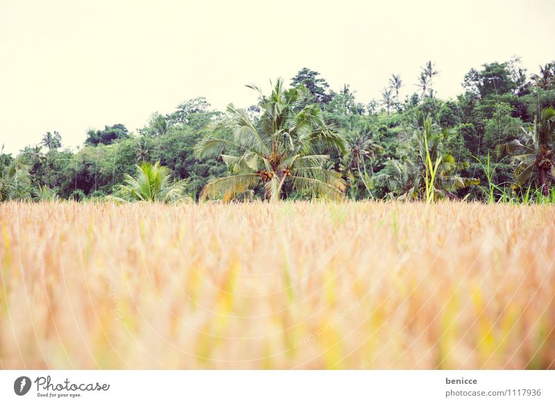 travel time Bali Ubud Asia Indonesia Rice Paddy field Green Field Vacation & Travel Agriculture Rice harvest Tropical Travel photography Nature Sowing Seeds