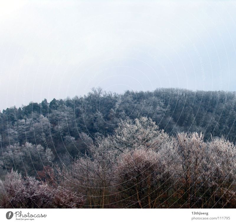 FrostWald Forest Tree Cold Freeze Winter Treetop Environment Colour Blue Structures and shapes Snow Nature Landscape