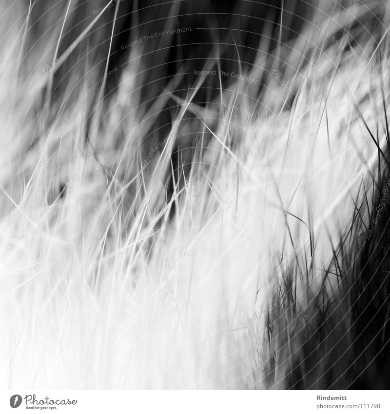 square II Cat Flea Caress Clean White Black Long Soft Pelt Mammal Blur Macro (Extreme close-up) Close-up Black & white photo Hair and hairstyles cat linen