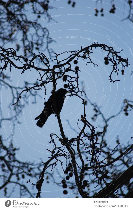 Black feathered cattle Sky Tree Wild animal Bird Crow Free Gloomy Blue Subdued colour Exterior shot Silhouette Worm's-eye view