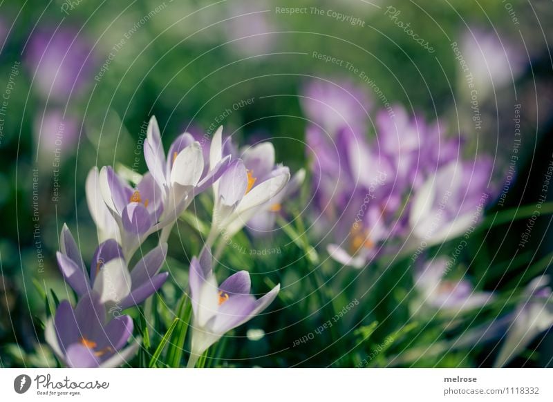 green-purple Elegant Style Sunbathing Nature Spring Beautiful weather Flower Grass Blossom Wild plant Pistil Crocus Spring flowering plant Garden Blossoming