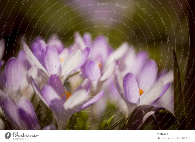 group dynamics Style Sunbathing Nature Spring Flower Grass Moss Blossom Wild plant Calyx Pistil Spring flowering plant Crocus Garden Blossoming Illuminate