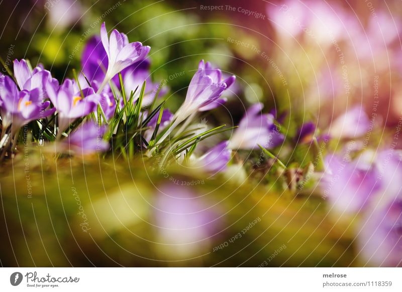 spring breeze Elegant Style Sunbathing Nature Earth Sunlight Spring Flower Grass Moss Leaf Blossom Wild plant Spring flowering plant Crocus Blade of grass