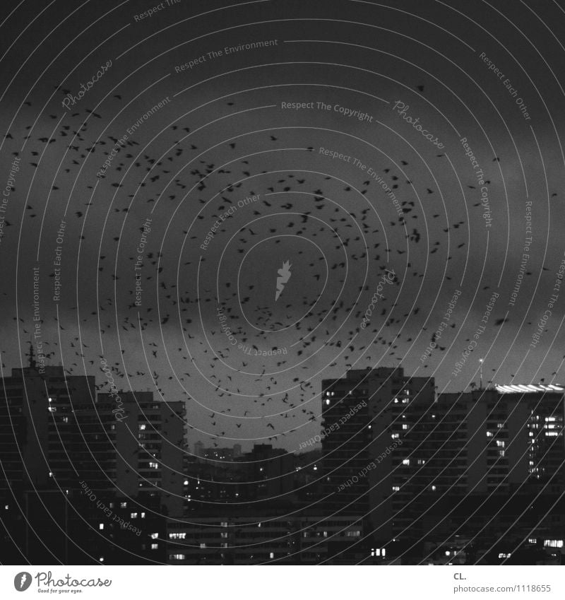 pessimism Environment Nature Sky Clouds Storm clouds Gale Town House (Residential Structure) High-rise Animal Bird Flock Flying Dark Black & white photo