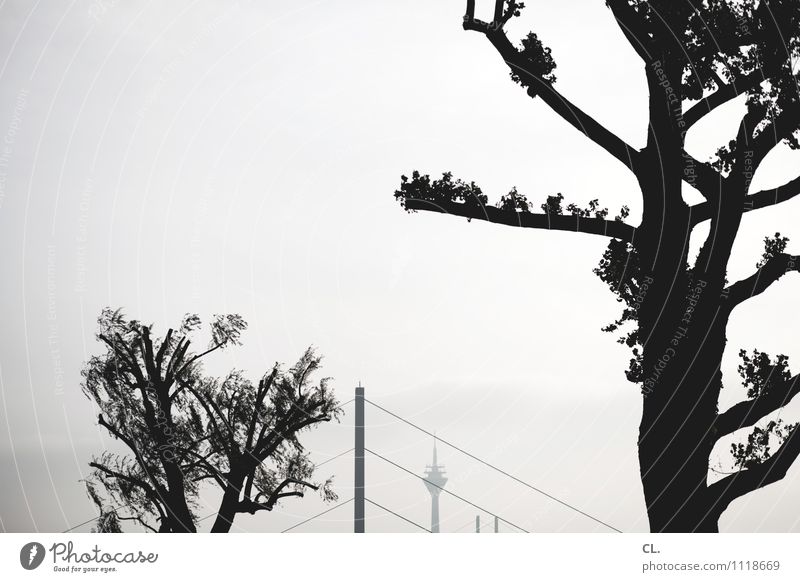 Düsseldorf Tourism City trip Environment Nature Sky Tree Branch Duesseldorf Town Bridge Tourist Attraction Landmark Rheinturm Black & white photo Exterior shot