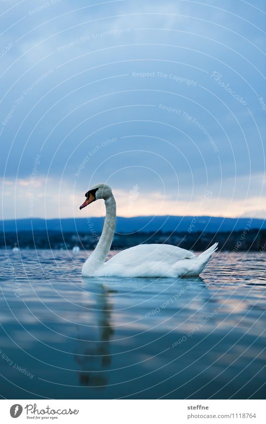 Gesine Clouds Sunrise Sunset Beautiful weather Lake Swan 1 Animal Reflection Exterior shot Copy Space top Copy Space bottom Animal portrait