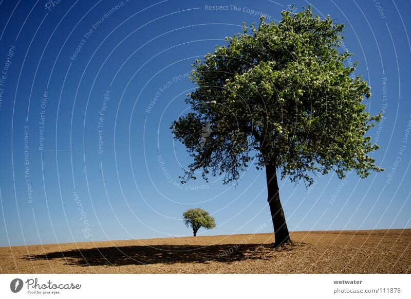 Desert trees Tree Green Loneliness Summer Spring Field Jump blue Sky lonely landscape Earth dirt dust