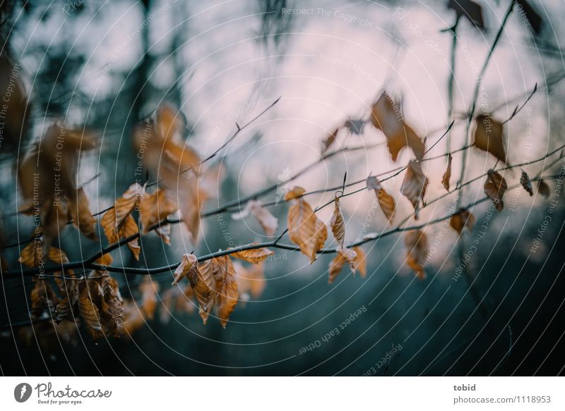 Last greetings from winter Nature Plant Beautiful weather Tree Leaf Forest Faded To dry up Dark Dry Brown Loneliness End Transience Limp Twigs and branches