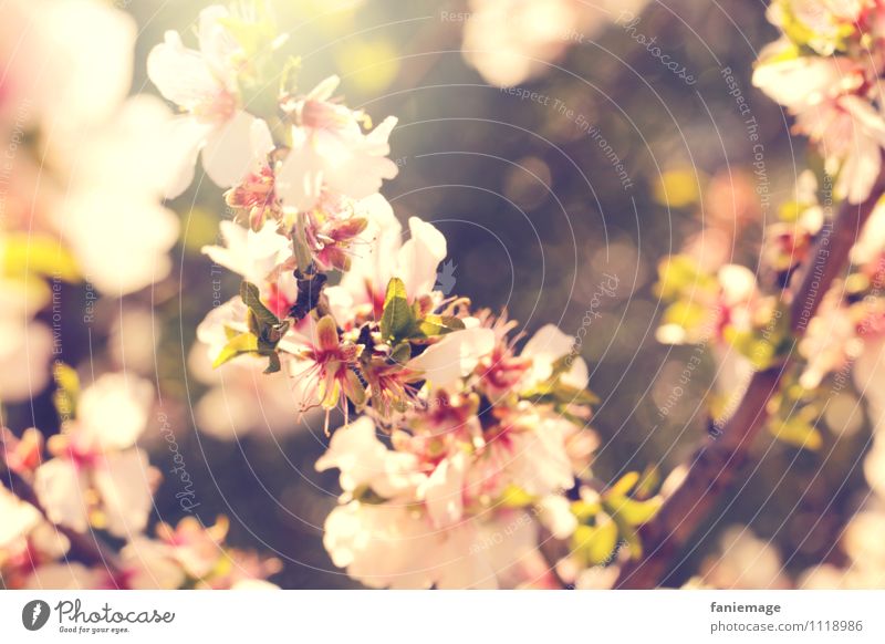 cherry blossoms Nature Garden Park Meadow Field Bright Beautiful Warmth Brown Green Pink White Cherry Cherry blossom Cherry Blossom Festival Twigs and branches