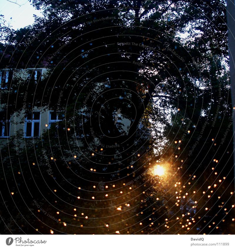 out House (Residential Structure) Backyard Sunset Tree Rain Sunbeam Window Reluctance Boredom view outside at one's desk Interior courtyard Street