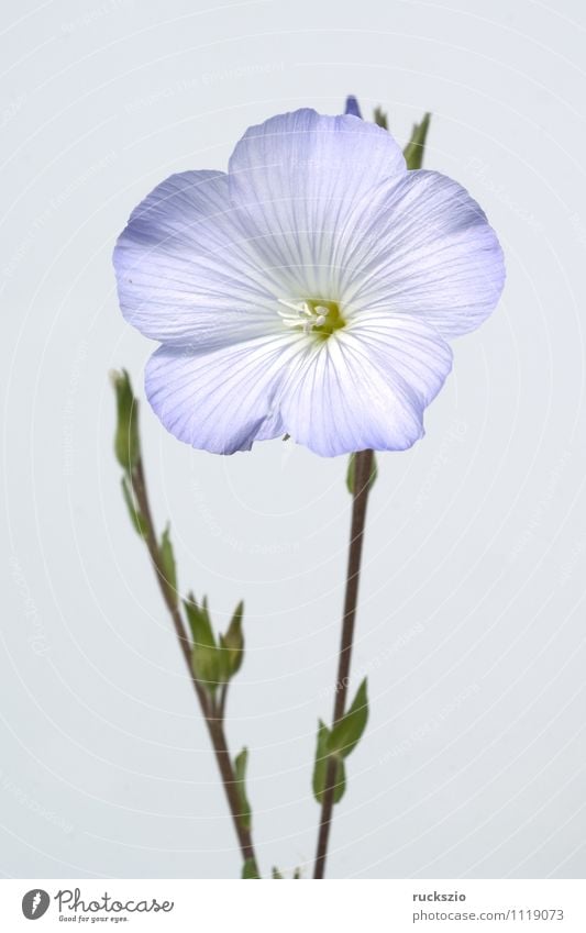 French flax, linum narbonense, Alternative medicine Nature Plant Flower Blossom Wild plant Field Free Blue White Flax carbonense Ornamental plant blue flowers