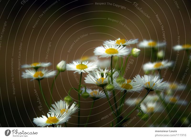 fleurs des champs Flower Meadow Summer Yellow Poster Nature paquerettes