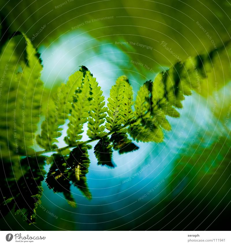 Fern Pteridopsida Green Plant royal fern spotted fern Nature Fern leaf Delicate Stalk Plumed Fresh Growth Botany Macro (Extreme close-up) Spore Natural Organic