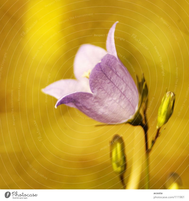 purple_summer Flower Blur Summer Violet Meadow Green Physics Exterior shot plant Warmth