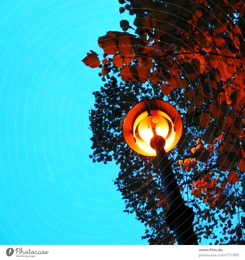 under the lantern Lantern Street lighting Night Sidewalk Light Leaf Autumn Yellow Electric bulb Twilight Lighting time change Energy industry Bright Sky Dusk