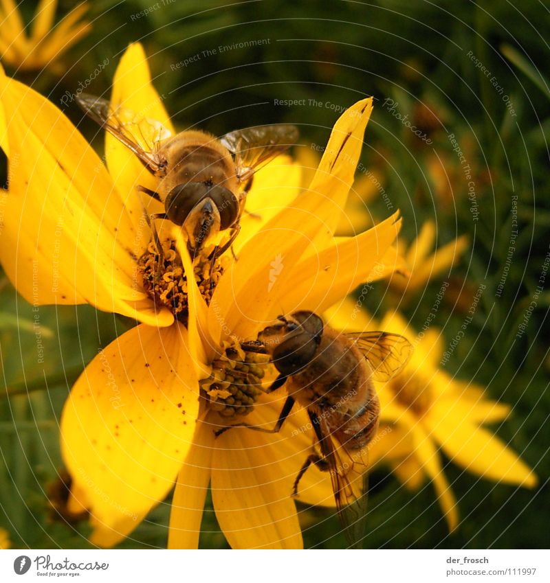 together you eat less alone Bee Flower Stamen Yellow Honey Insect Summer Spring Together Blossom Nectar Nature Garden Plant In pairs Pair of animals