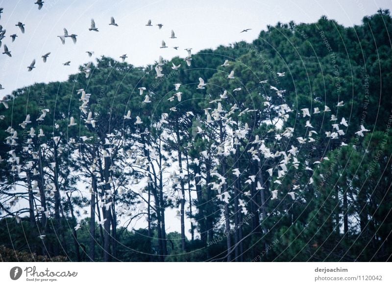 Lots of birds - cockatoos - flying in flocks, trees in the background. Joy Harmonious Trip Environment Summer Beautiful weather Park Queensland Australia