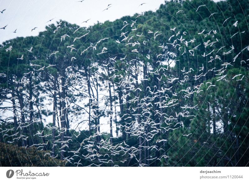 White cockatoos meet in a flock. In the background is a forest. Exotic Harmonious Freedom Summer Floating Environment Beautiful weather Park Queensland