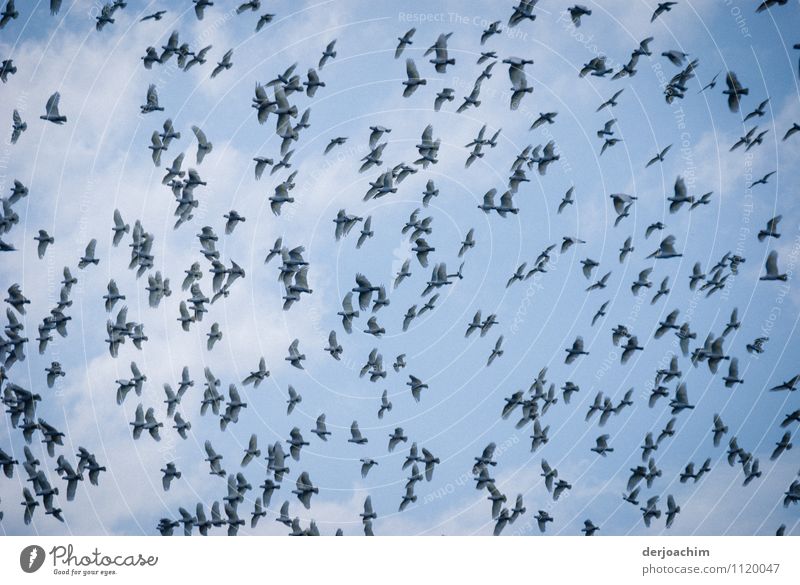 A lot of white cockatoos in the blue sky. Exotic Life Summer Nature Cloudless sky Beautiful weather Park Queensland Australia Deserted Animal Cockatoo Flock