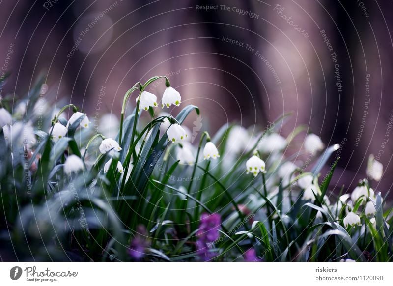 a spring picture Environment Nature Landscape Plant Spring Beautiful weather Flower Spring snowflake Forest Blossoming Esthetic Dark Elegant Happiness Fresh