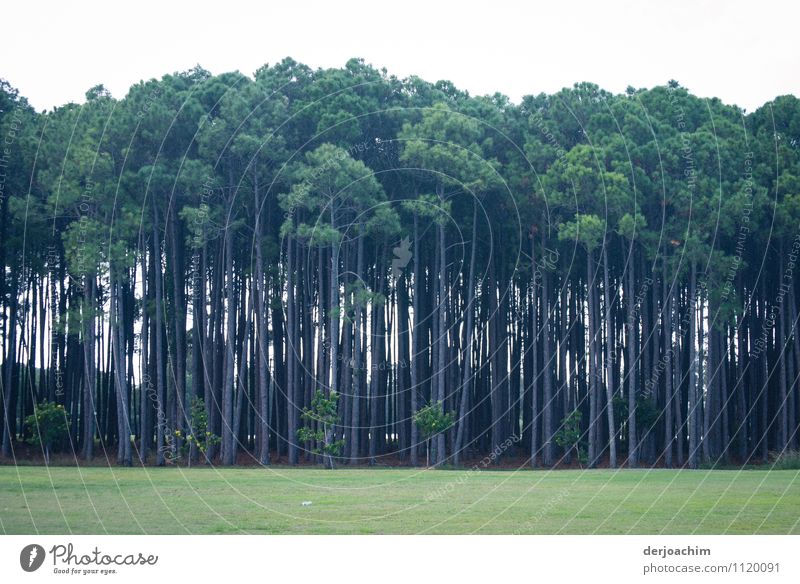 The trees stand side by side in a row for a long time. In the foreground is a green meadow. Exotic Calm Vacation & Travel Nature Summer Tree Park Queensland