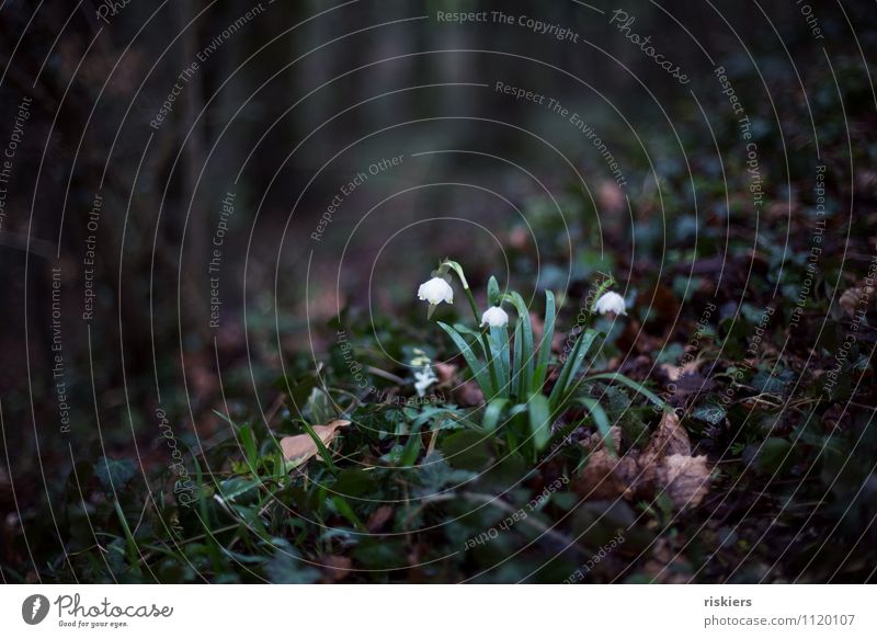 enchanted Environment Nature Plant Spring Flower Ivy Spring snowflake Forest Blossoming Dark Loneliness Jinxed Fairy tale Enchanted forest Colour photo