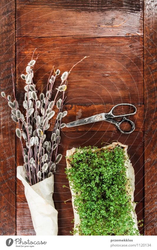 Easter composition of cress and catkins on wooden table Decoration Table Scissors Spring Paper Wood Natural Brown Green Tradition candid Copy Space Cress Top