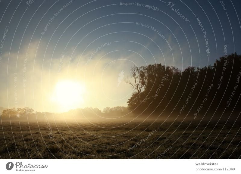 morning fog Meadow Fog Tree Forest Morning Morning fog Clouds Summer Autumn Romance Hope Peace Dawn soil inversion Müritz National Park Sadness